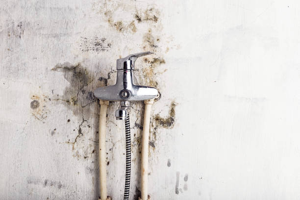  Staunton, VA Mold Removal Pros