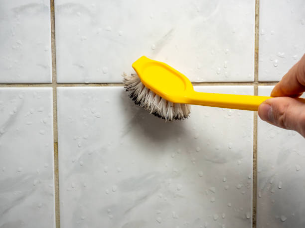 Best Mold Damage Repair  in Staunton, VA