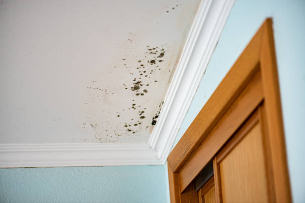 Best Home Mold Removal  in Staunton, VA
