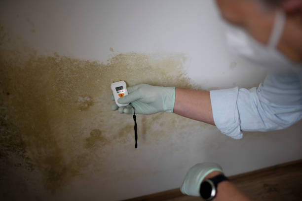 Best Mold Remediation  in Staunton, VA