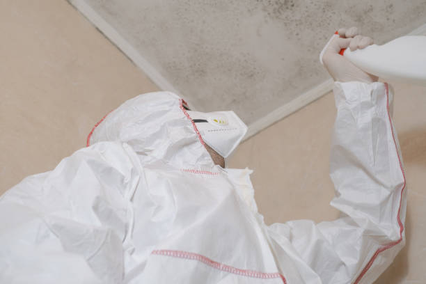 Best Black Mold Removal  in Staunton, VA