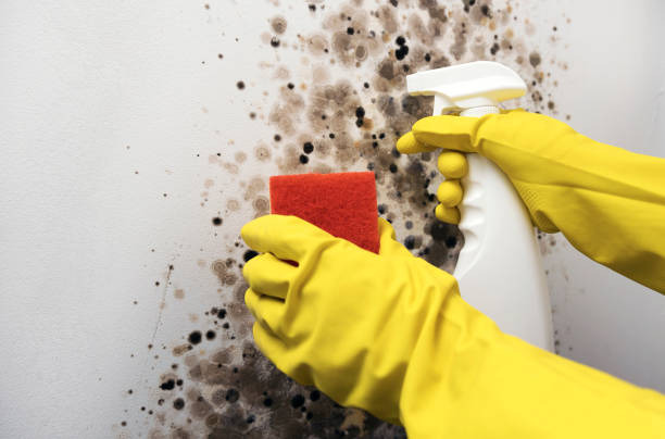 Best Black Mold Removal  in Staunton, VA