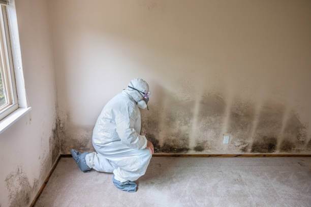 Professional Mold Removal in Staunton, VA