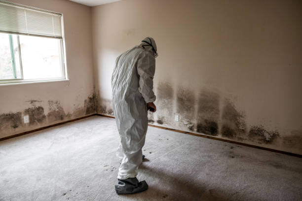 Best Mold Remediation  in Staunton, VA