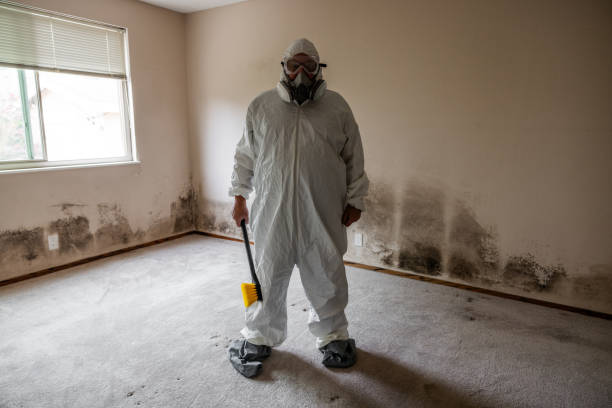 Best Local Mold Removal Service  in Staunton, VA