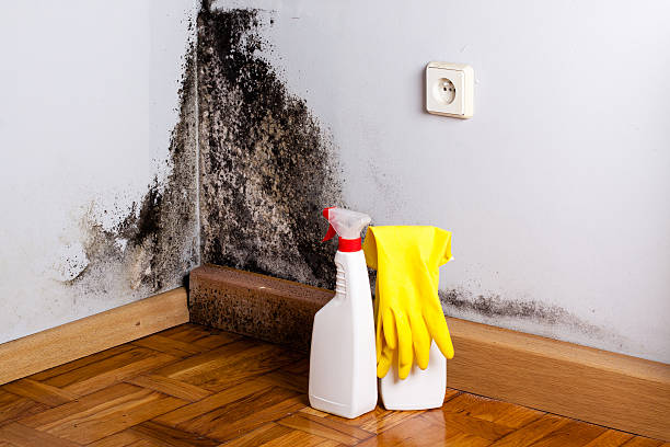 Best Attic Mold Removal  in Staunton, VA