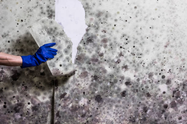Best Professional Mold Removal  in Staunton, VA