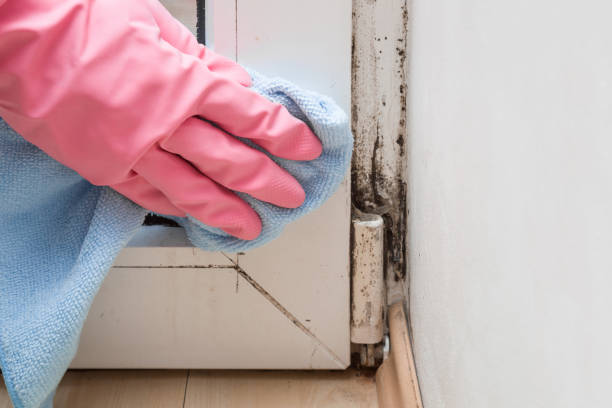 Best Mold Remediation  in Staunton, VA
