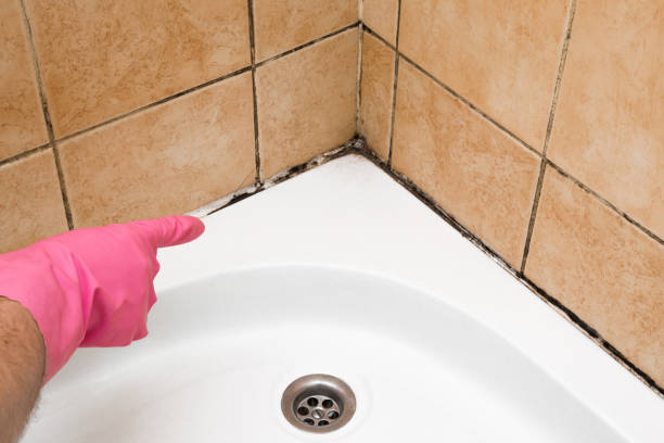 Best Commercial Mold Removal  in Staunton, VA